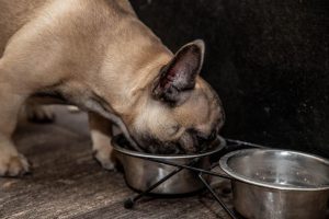 Guia de alimentação para um cão da raça bulldog francês