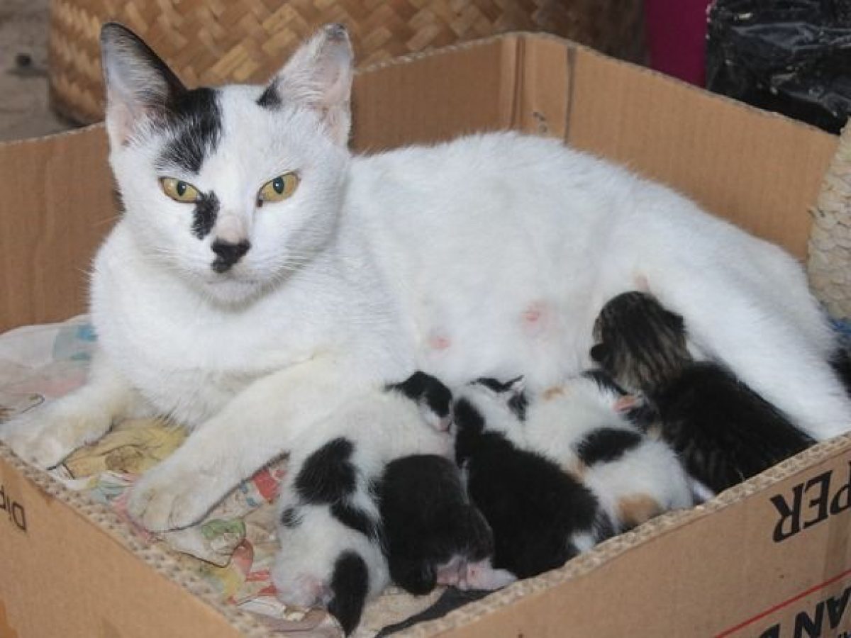 O nascimento de gatos  Informações sobre o parto das gatas