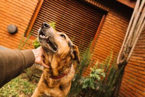 O que é a sarna nos cães, sintomas, como curar e prevenir a sarna nos cães