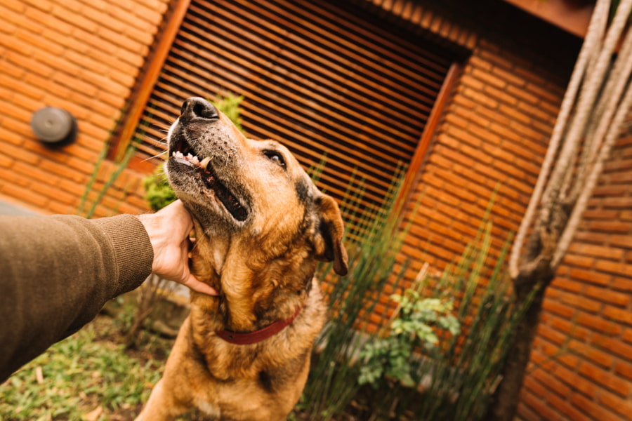 O que é a sarna nos cães, sintomas, como curar e prevenir a sarna nos cães