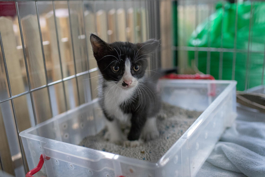 Como ensinar um gato a usar a caixa de areia?