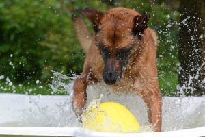 Descubra as melhores piscinas para cães este verão