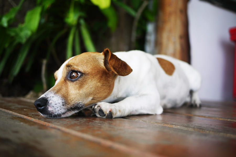 stress nos cães: sintomas e como tratá-los