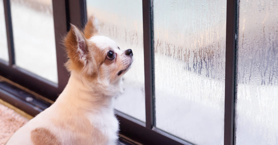 Saiba mais sobre o tratamento da ansiedade de separação em cães