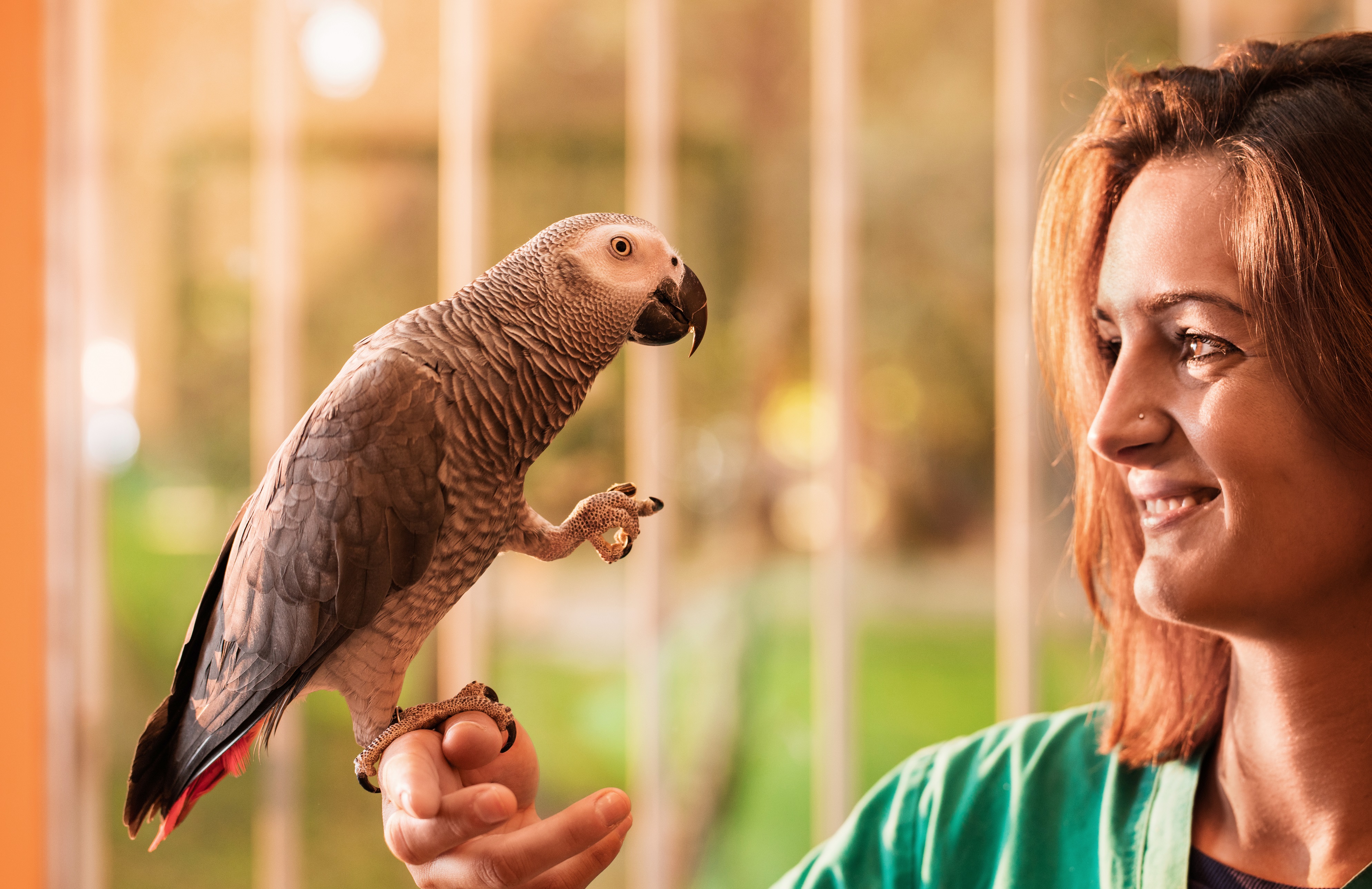 Você sabe se papagaio pode comer carambola? Descubra!