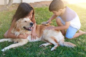 Como escovar um cão de acordo com o seu tipo de pelo