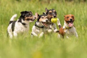 Exercício para cães