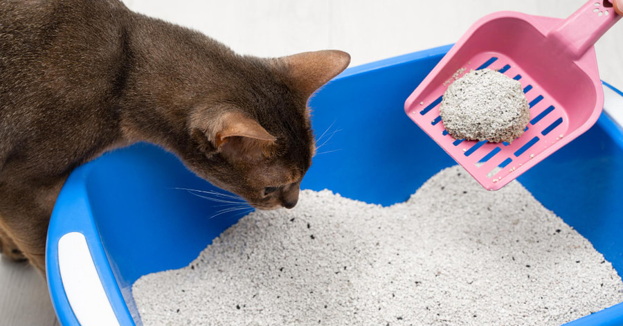 Como impedir o seu gato de urinar fora da caixa de areia