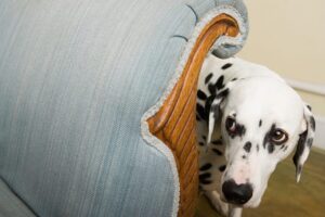 O que fazer se o meu cão tiver medo de tempestades?