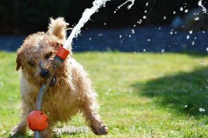 Prevenção do golpe de calor em cães