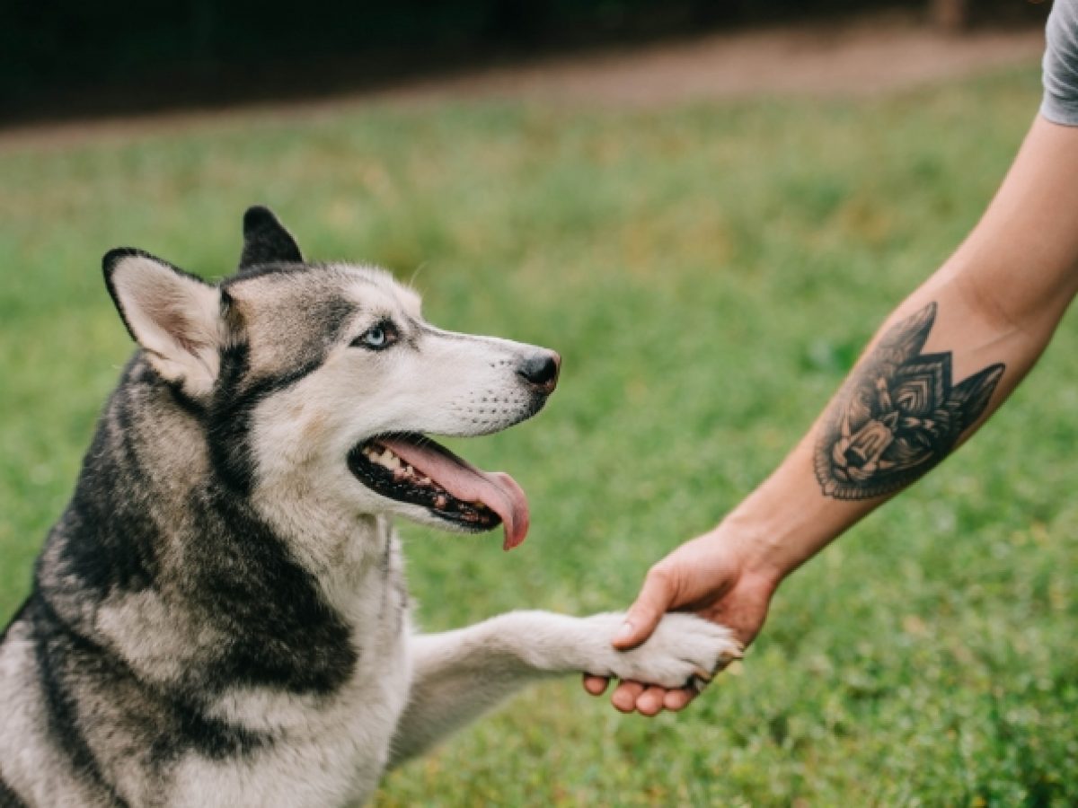 Significado Dos Animais Nas Tatuagens