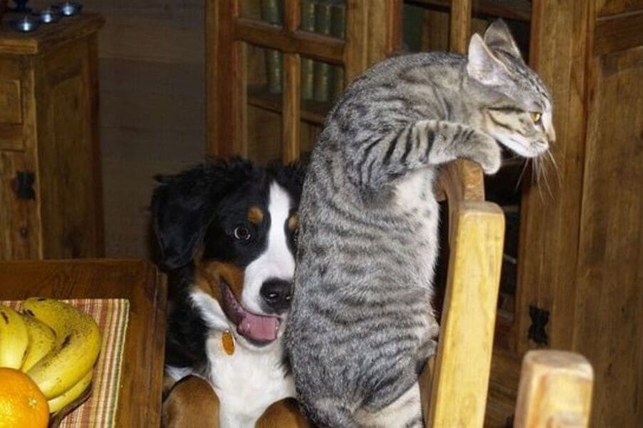 Jogos de Cão e Gato - Divertindo os pets em casa!