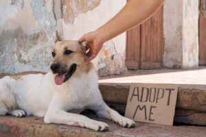 Guia de adoção: Como posso adotar um cão?