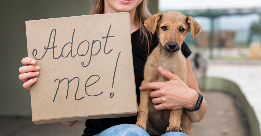 Onde posso adotar um cão: requisitos e custos?