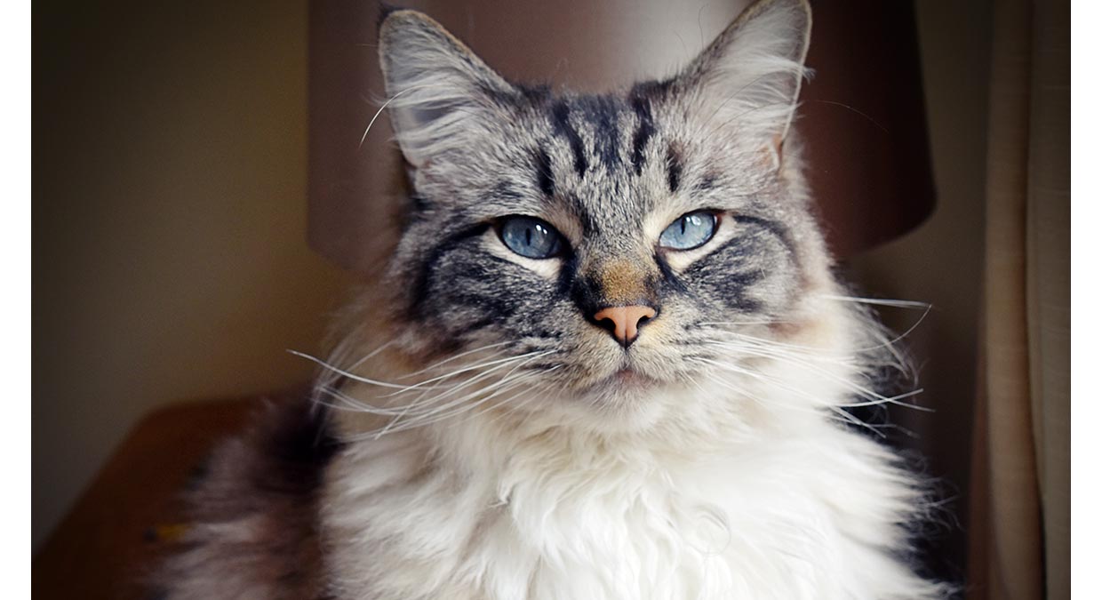 Cuidar do gato - Jogos de Cuidar do gato em  â€“ Jogos