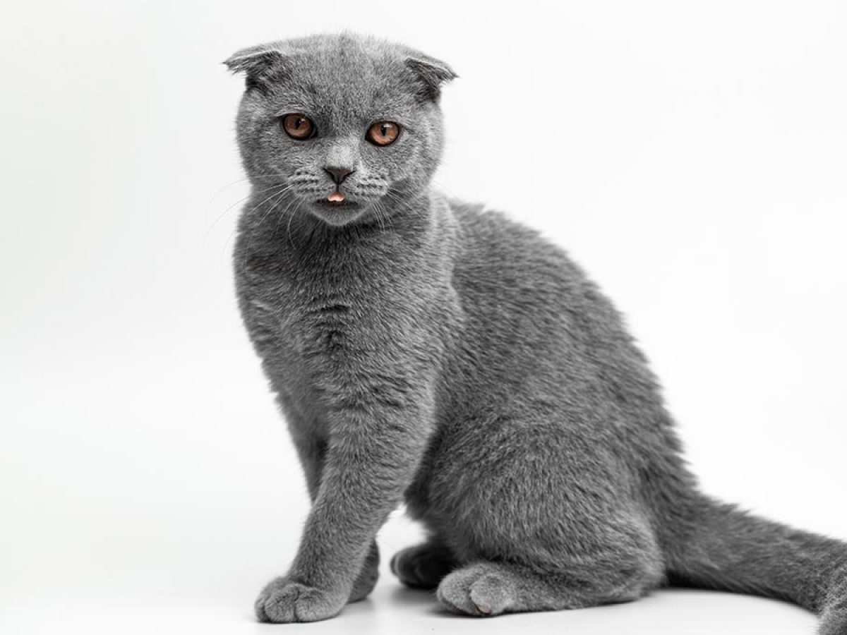 Scottish Fold – Wikipédia, a enciclopédia livre