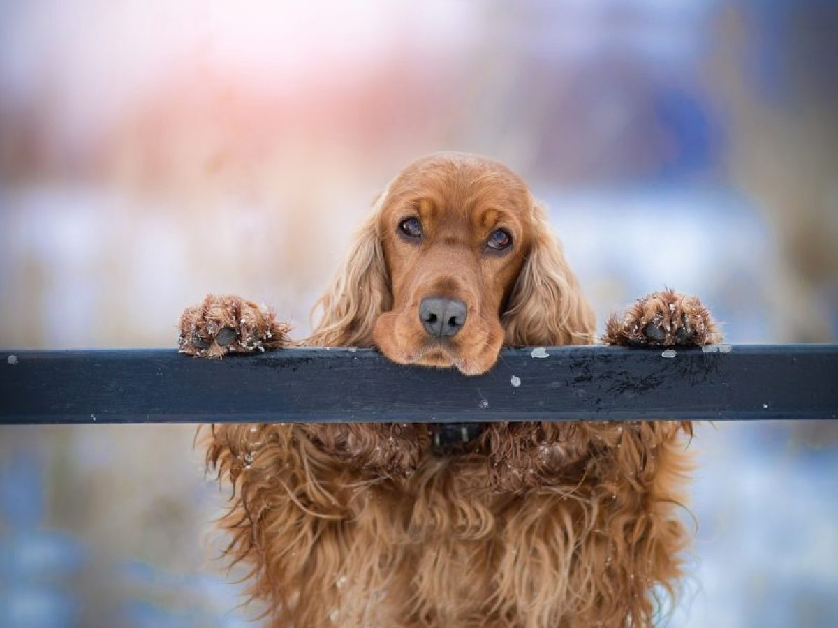 como educar a un cachorro cocker spaniel