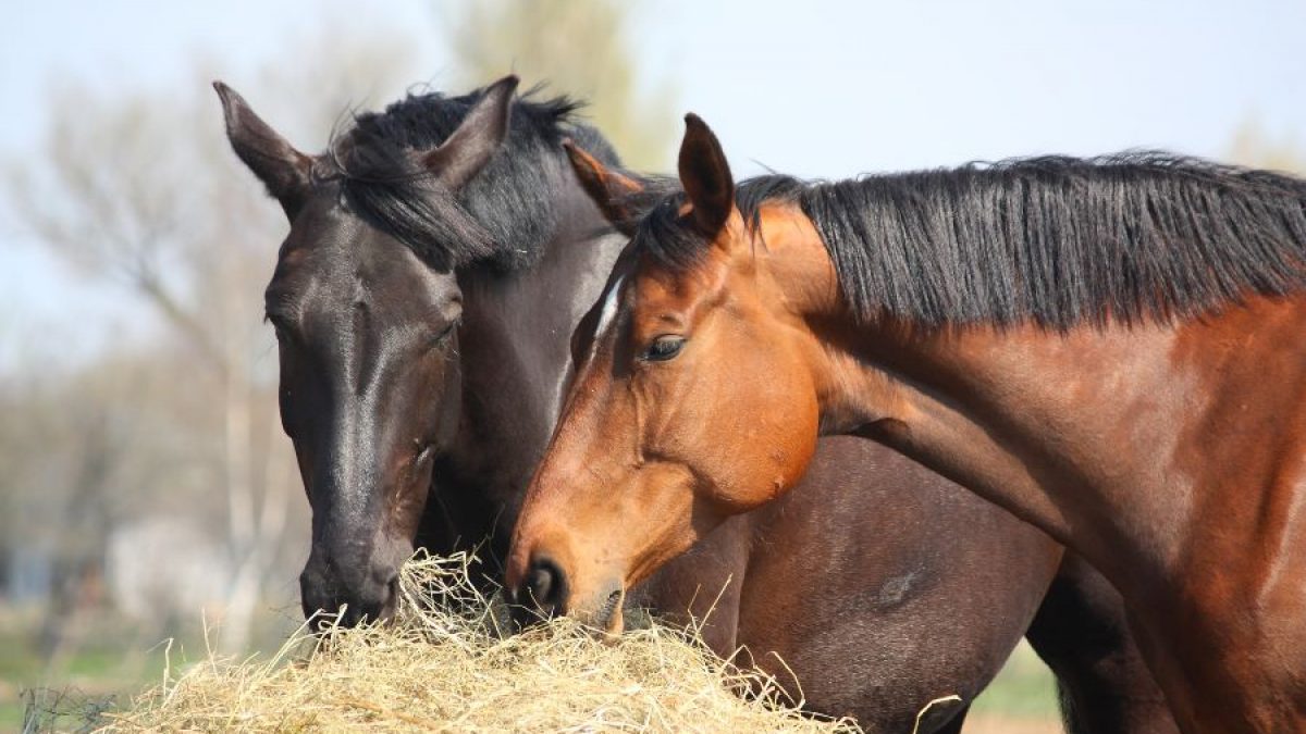 Você sabe o quanto seu cavalo come?