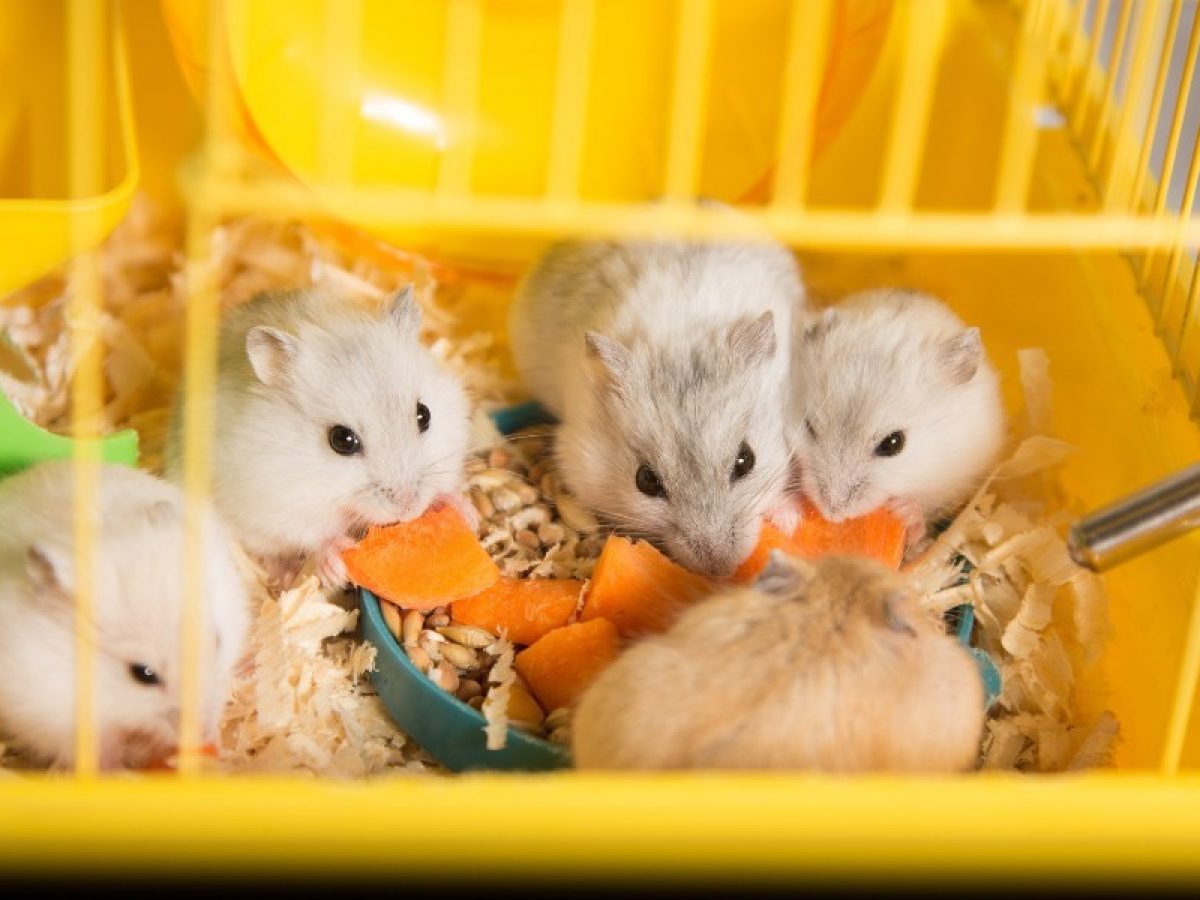 Como saber se um hamster é macho ou fêmea? • Tiendanimal Blog