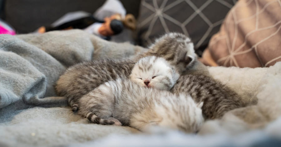 quanto tempo deve dormir um gato bebé