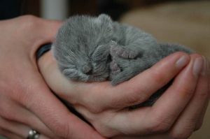 Como cuidar de um gato recém-nascido