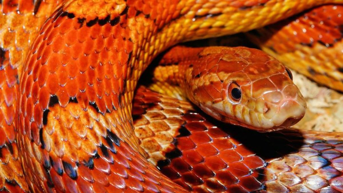 OQ, As cobras realmente comem maçãs? TUDO COMPRAS VÍDEOS NOTÍCIAS IMAGENS  Não, as cobras não podem