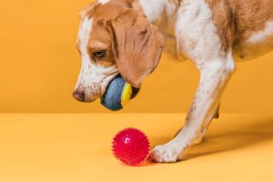 Guia completo: Como brincar com o seu cão e porque é tão importante