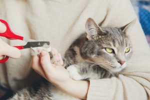 Como cortar as unhas do seu gato