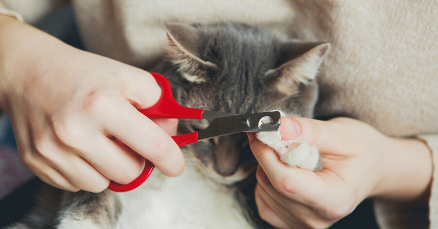 Com que frequência se deve aparar as unhas de um gato