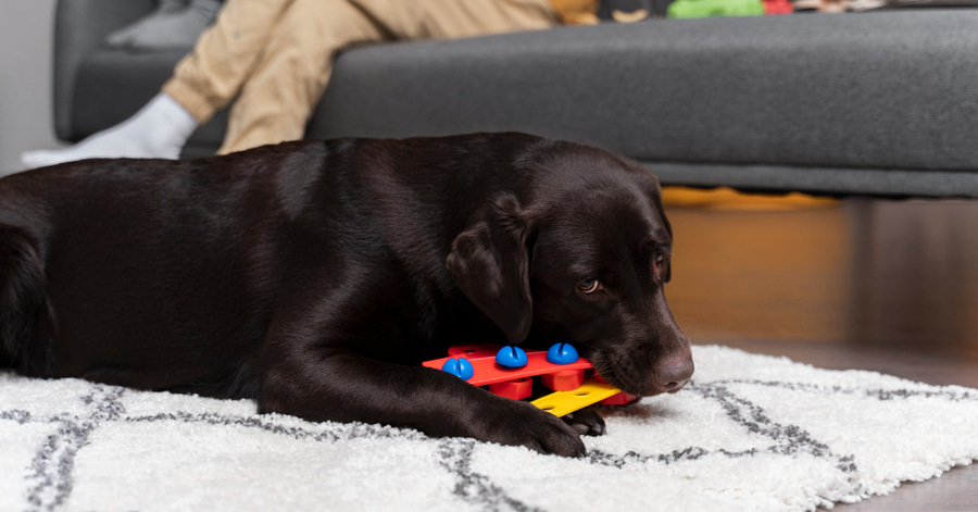 Jogos de inteligência para cães, treinar a mente do nosso cão