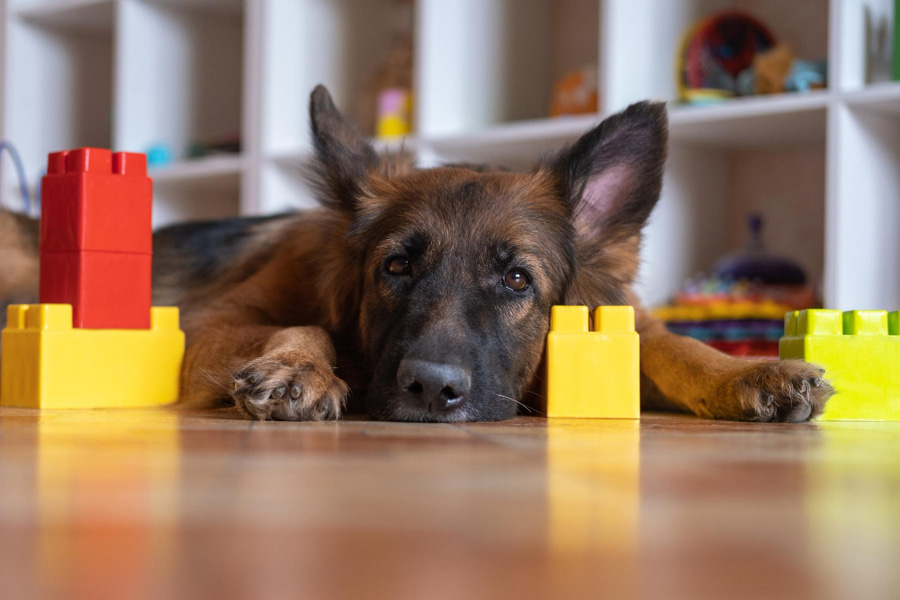 Exemplos de jogos mentais para cães