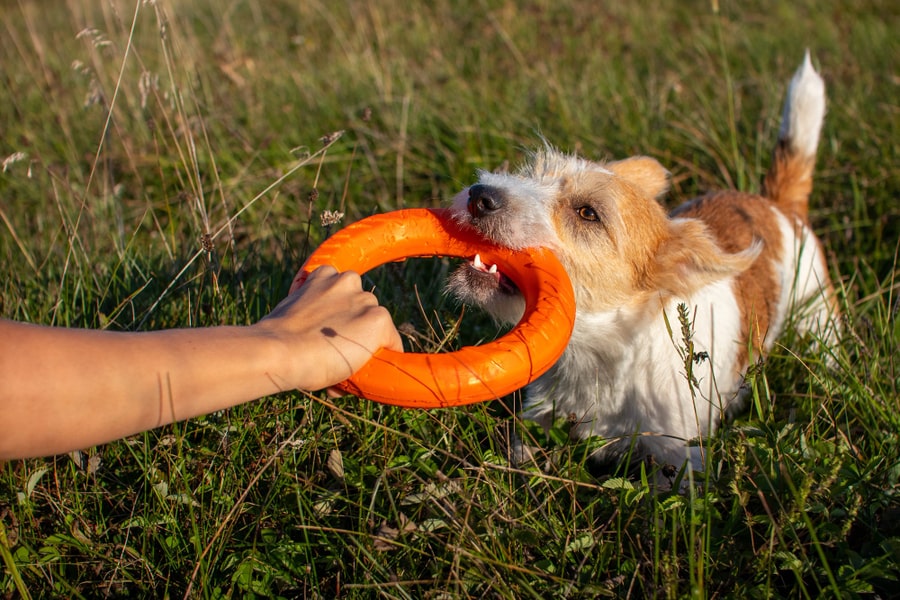 Porque é que o meu cão está a destruir todos os seus brinquedos?