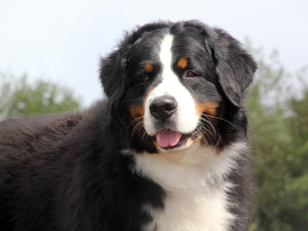 PASTOR BRANCO SUIÇO, O CACHORRO DOS ALPES!