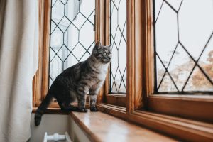 Como proteger as janelas, varandas e terraços da queda de gatos?