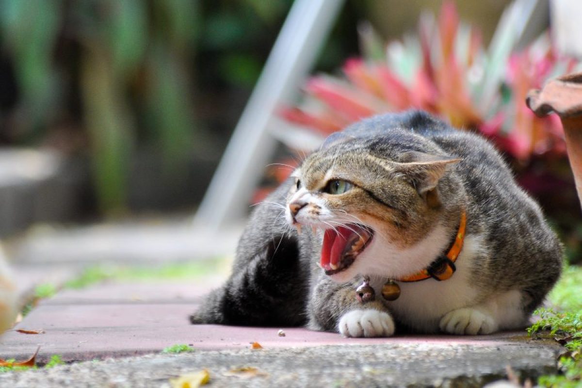 Como RELAXAR um GATO ESTRESSADO 🐱 Reduza o Estresse em Gatos! 