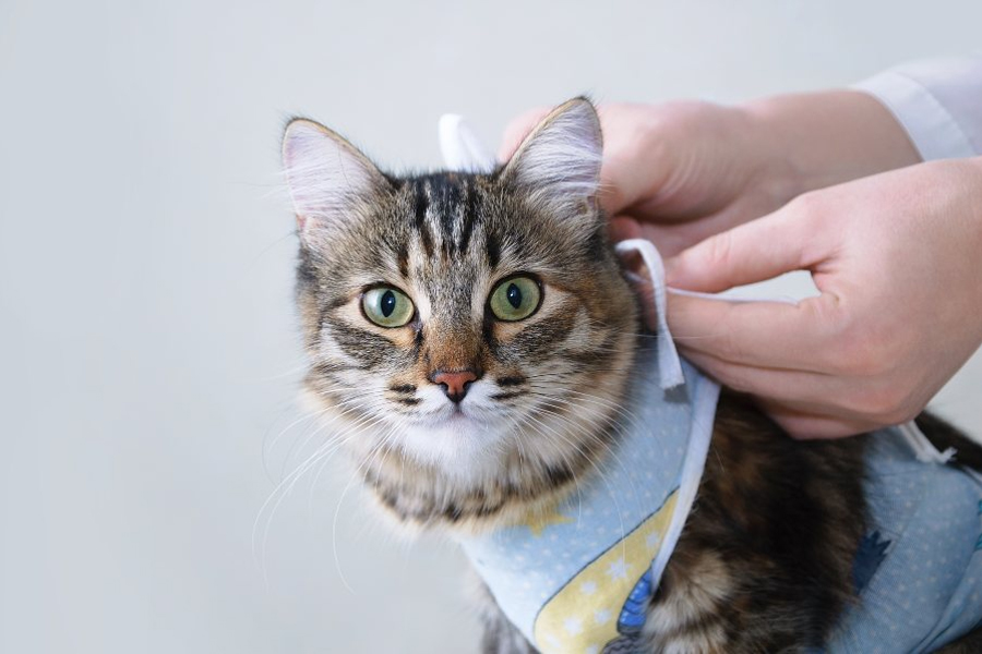 Cuidados a ter com uma gata esterilizada