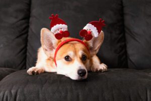 como acalmar o meu cão no Natal