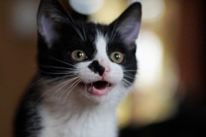Como cuidar de um gatinho recém-nascido órfão • Tiendanimal Blog
