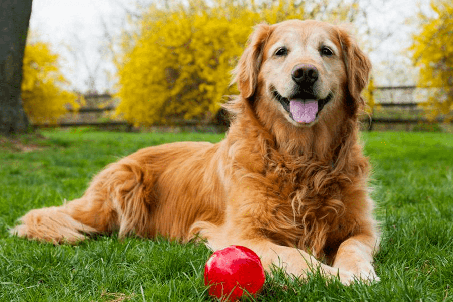 Um guia completo para cuidar de um cão séniorUm guia completo para cuidar de um cão sénior