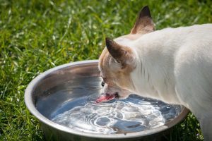 como hidratar um cão e causas de desidratação
