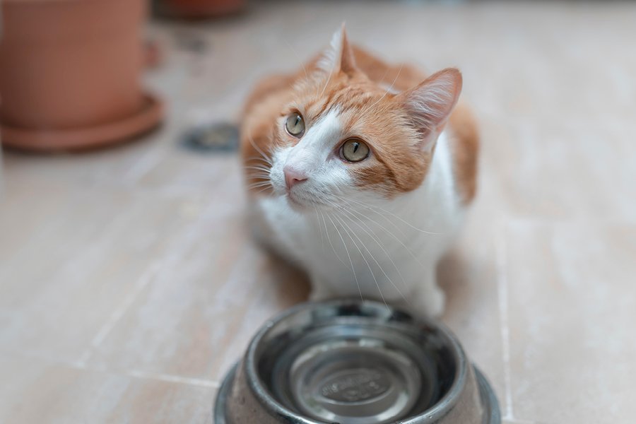 Como hidratar o seu gato e evitar a desidratação