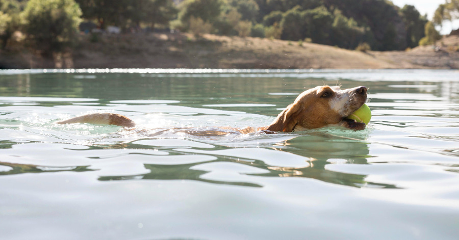 Todos os cães nadam? Descubra o nosso guia de natação para cães