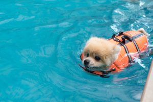 Natação: Como ensinar um cão a nadar?