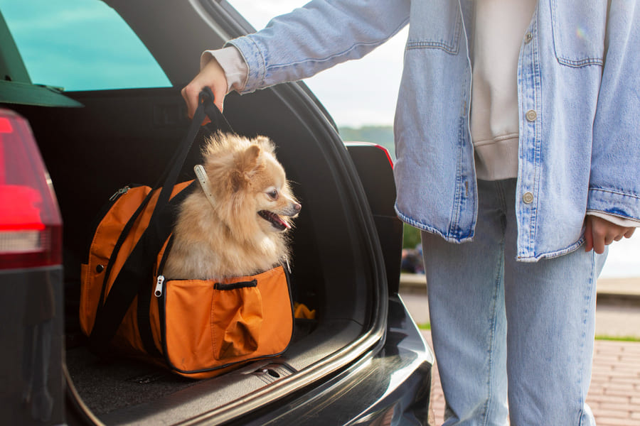 Encontre o melhor porta-cães para viajar ou passear com o seu cão