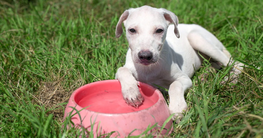 Que tipo de bebedouro devo escolher para o meu cão?