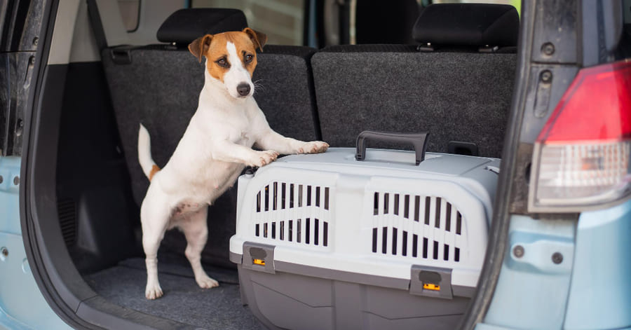 qual a melhor caixa de transporte para cães