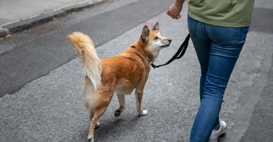 Como posso corrigir um cão que puxa constantemente a trela?