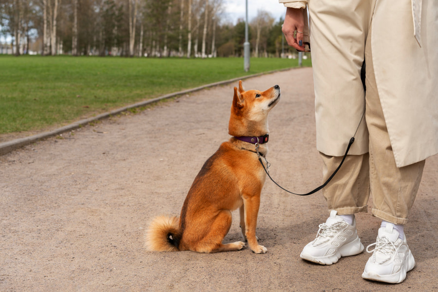 Como é que posso impedir o meu cão de puxar a trela?