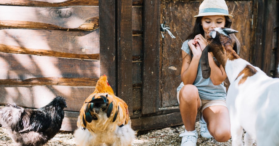 actividades para as crianças trabalharem o respeito pelos animais