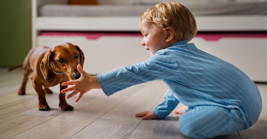 Recomendações para ensinar as crianças a amar e respeitar os animais